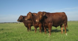Лимузин и Абердин Ангус са едни от най-икономически рентабилните породи в говедовъдството