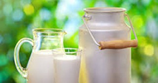 Изкупните цени на млякото в ЕС ще растат бавно