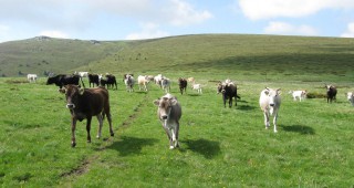 Фонд Земеделие изплати втори транш от 36 млн. лева субсидии за сектор животновъдство