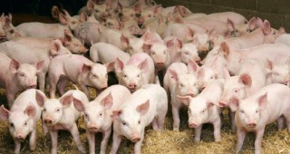 Подкрепа за полските свиневъди