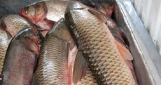 2 тона риба без документи са открити във Видин