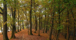 Лесозащитна станция – Пловдив и Австрийският департамент за защита на горите обмениха опит и добри практики