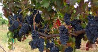 Възможности за подпомагане на лозаро-винарския сектор
