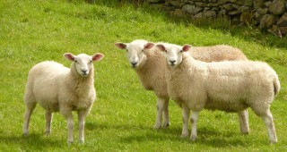ОДБХ Търговище конфискува седем овце без документи за произход и здравен статус