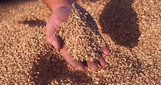 Произведеното зърно у нас двойно повече от потреблението