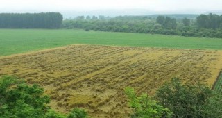 Щети за повече от 1 милиард евро са понесли германските земеделски стопани заради сушата