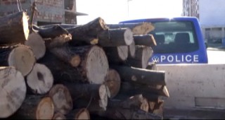 Горски инспектори от Пловдив съставиха 3 акта за незаконна сеч
