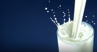 Одобрени са 41 доставчици по Училищно мляко до момента