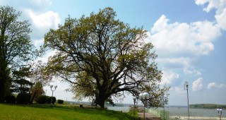 Дъбът от Дунавския парк в Силистра е Дърво с корен 2015