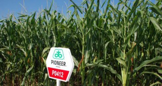Семена на ДюПон спечелиха 8 награди в конкурс за добиви от царевица в САЩ