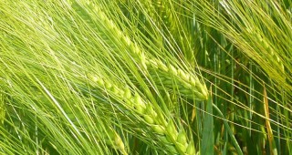 Очаква се много добра реколта от пшеница – това са прогнозите на учените от Добруджанския земеделски институт