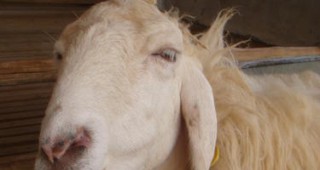 Започва четвърто изследване срещу бруцелоза на стадата в град Рила