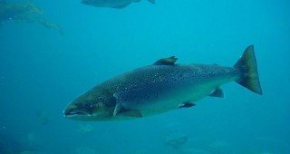 Рекордно количество риба е изнесено от Норвегия през 2015 година