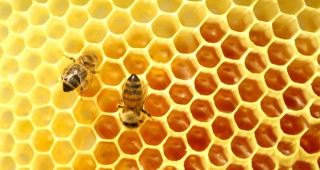 Подписват договорите по Националната пчеларска програма