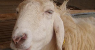 От 15 години насам има положителен прираст в овцевъдството