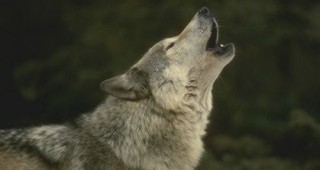 Швейцарски вълци в България