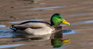 Зеленоглавата патица е от водолюбивите птици с най-висока численост, наблюдавана по време на Среднозимното преброяване