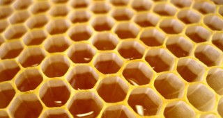 От днес стартира приемът по новата Национална програма по пчеларство