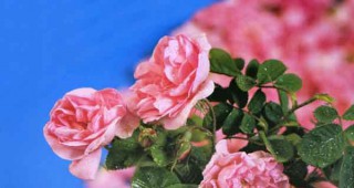 Държавата ще отпусне средства за довършването на Музея на розата в град Казанлък