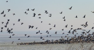 40-тото юбилейно Среднозимно преброяване на водолюбивите птици премина в сурови зимни условия