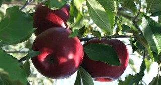 Учени създадоха ябълка която не гние