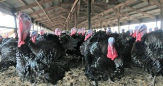 Случай на птичи грип е потвърден от земеделското министерство на САЩ