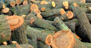 Засилват контрола върху износа и вноса на дървесина