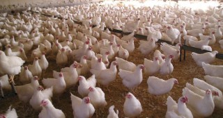 Драстични мерки за ограничаване на епидемията от птичи грип въвежда френското правителство