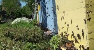 Над 80 пчелари се събраха на лекция в Берковица