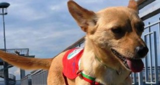 Бургаска фондация обучава първото в страната куче-терапевт