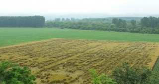 Валежите нанесоха сериозни поражения на пшеницата в Добричко