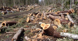 Незаконна сеч на 187 броя дървета установиха от РДГ-Смолян