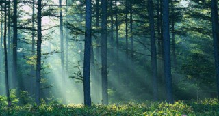 До края на годината ще бъде изготвен лесоустройственият план на община Кюстендил