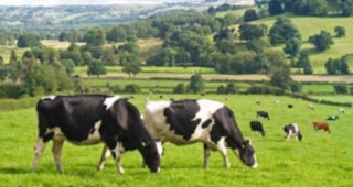 Расте производството на говеждо месо във Франция