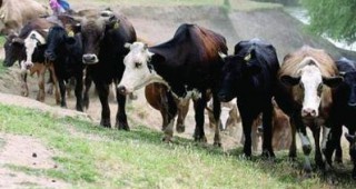 Бяха изплатени близо 28 млн. лева на животновъдите - втори транш по Схемата за говеда