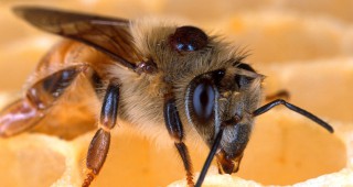 Фонд Земеделие ще приема заявления по Националната програма по пчеларство за 2010 г. от 23 ноември