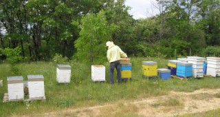 Пчеларите ще получат над 2 млн. лв. за следващата година