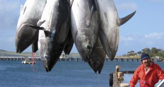 Намаляват улова на риба тон по предложение на ЕС