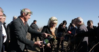 Петя Ставрева заряза ритуално лозята в масивите край Радилово