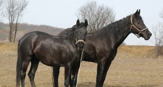 Тази година ще бъде отбелязана 65-годишнината от официалното признаване на Дунавския кон като самостоятелна порода