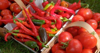 Засилен внос на пресни плодове и зеленчуци за миналата година отчита земеделското министерство