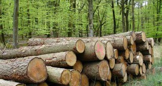 Повишава се контролът при добива и извозването на дървесина