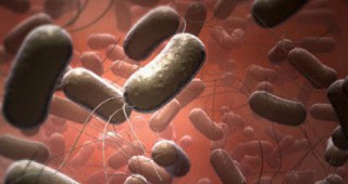 Бактерия ще удължава живота