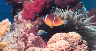 Избелването на коралите убива рибите