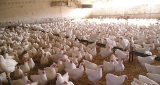 Потвърдено е огнище на птичи грип при диви животни в община Пазарджик
