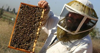 Любителите-пчелари в Кюстендилско се увеличават