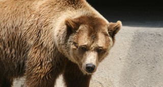 Три нападения на мечка са констатирани през изминалата седмица в Смолянско