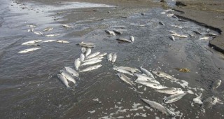 Тонове мъртва риба изплуваха във водоем край ямболското село Дражево