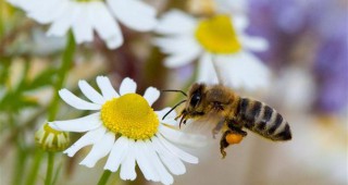 Зърнопроизводители от Враца: Нямаме вина за отравянето на пчели