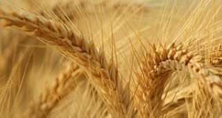 Над 26 хил.тона пшеница са изнесени през пристанище Варна за седмица